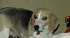 Tootsie