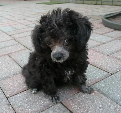 Bitsy