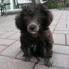 Bitsy