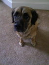 Shira
