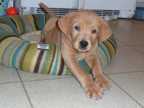 BEN (Miley's puppy)
