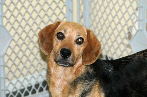 Madison - Adoption Pending