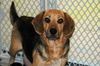 Madison - Adoption Pending