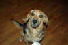 Madison - Adoption Pending