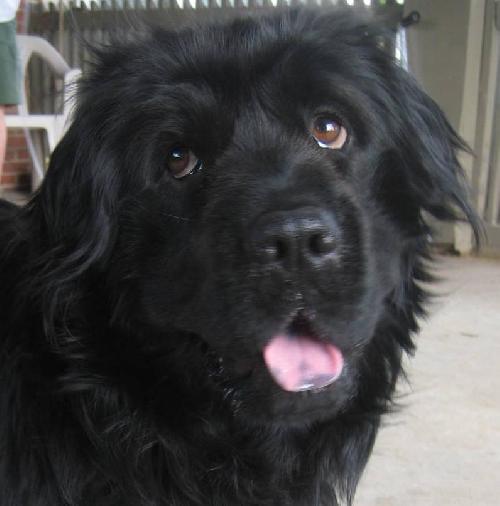 Brody