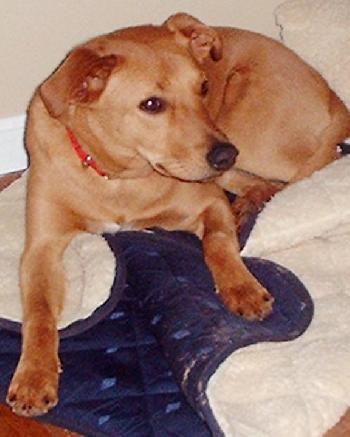 Buddy