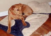 Buddy