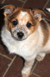 Shiela