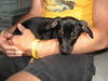 Chessie