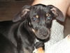 Chessie