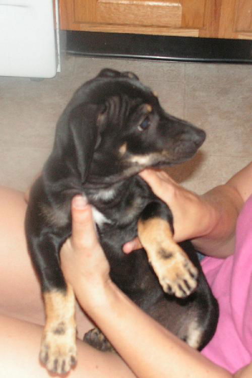 Chessie