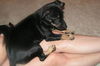 Chessie