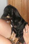 Chessie