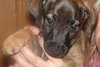 Buster