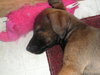 Buster
