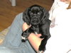 Berk