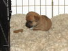 Buster