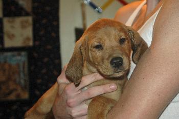 Harry the Hound    DH
