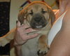 Bruno                  DH