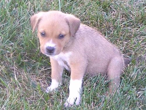 Little Joe - Adoption Pending