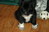 Half-Pint