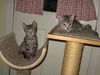 Sal and Sophie