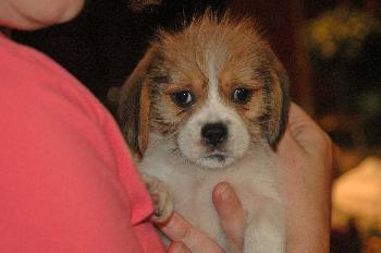 Sir Charles