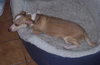 Lucky (Mary Busch)