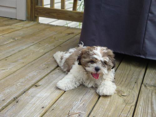 Chewy