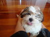 Chewy