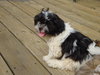 Buster