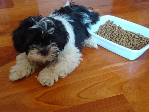 Buster