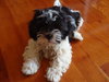 Buster