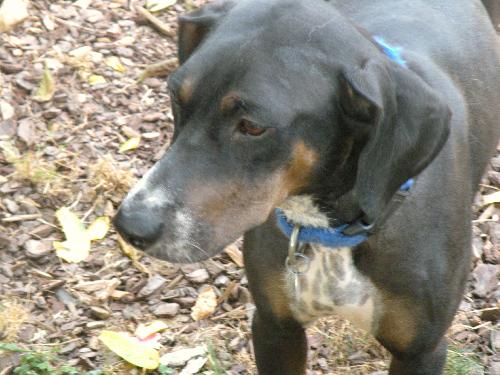 Sasha - Adopted!