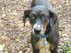Sasha - Adopted!