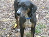 Sasha - Adopted!