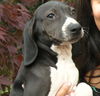 Sampson