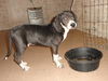 Sampson