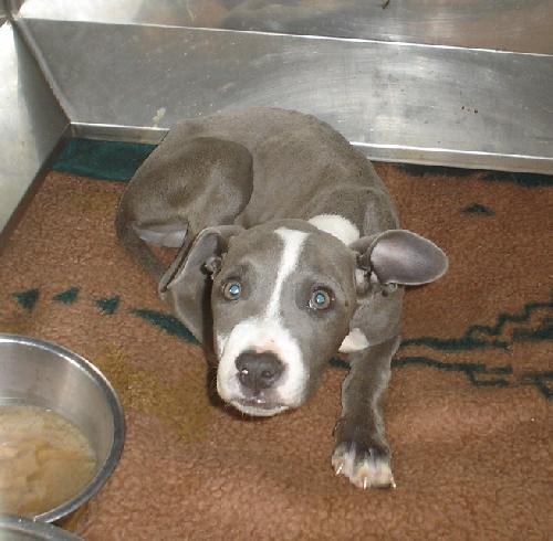 Bartman - Adoption Pending 
