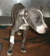 Bartman - Adoption Pending 