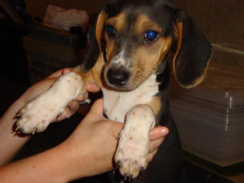 Dewey