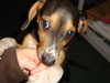 Dewey