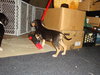 Dewey
