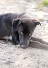 Inca