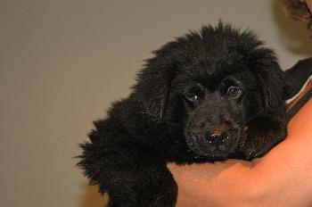 Petey (NS)