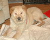 Stitch  (Adoption Pending)