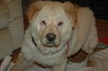 Stitch  (Adoption Pending)
