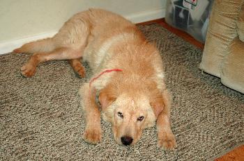 Stitch  (Adoption Pending)