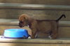 Lester - Adoption Pending