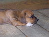 Lester - Adoption Pending